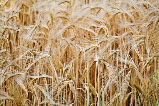 Wheat crop in a golden field ready for harvest