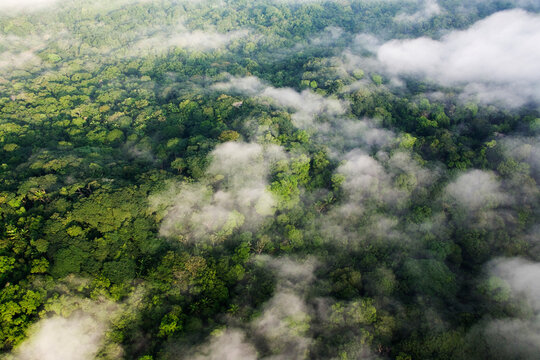 Aerial view of rainforest canopy with fog