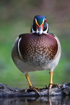 Wood duck standing on branch above water