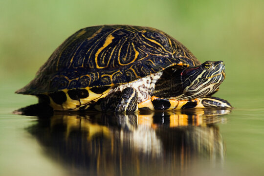 Red-eared slider turtle on water surface in Texas, USA