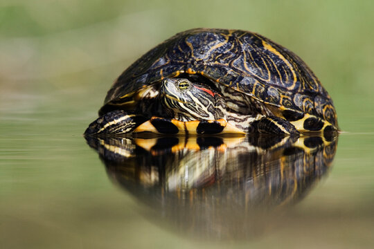 Red-eared slider turtle partially submerged in water