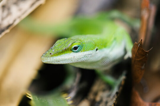 Green anole lizard in natural leaf litter setting