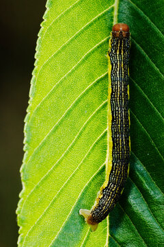Striped caterpillar on green leaf in natural Texas outdoor environment