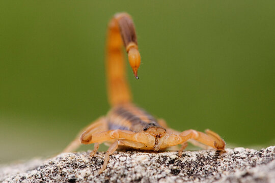 Close-up of scorpion on rock in Texas wildlife