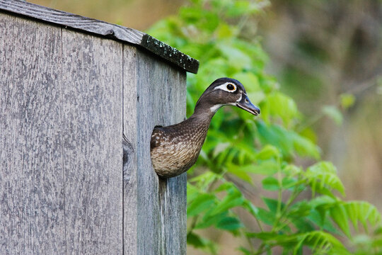 Wood duck peeking in Texas wildlife