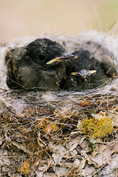 Eastern phoebe chicks resting