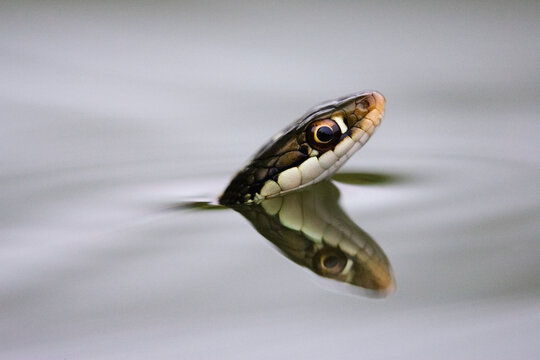 Ribbon snake head emerging in Texas, USA