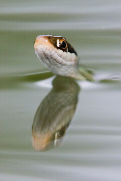 Ribbon snake swimming with head above water