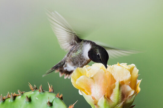 Black-chinned hummingbird feeding on prickly pear flower