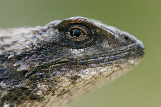 Texas spiny lizard close-up showing detailed scales and eye