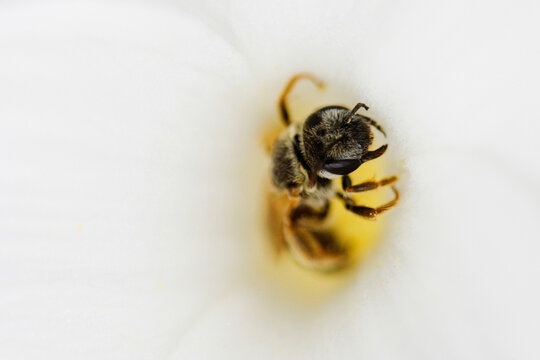 Close-up of bee on white flower