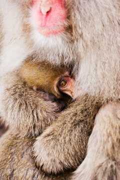 Baby Japanese macaque nestled in mother's fur in winter wildlife Japan