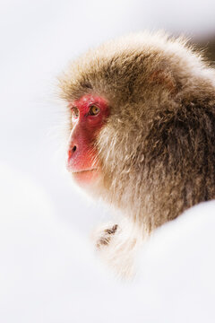 Japanese macaque in snow during winter in Japan wildlife