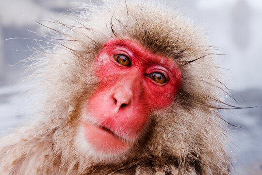 Closeup portrait of Japanese macaque in snowy winter wildlife setting