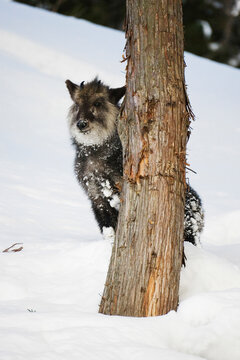 Japanese serow standing beside tree trunk in winter snow