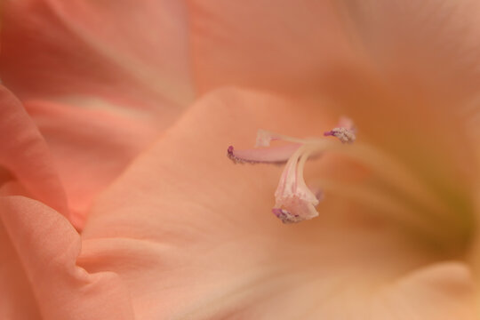 Smoke close-up selective soft focus cream beige pink Gladiolus Flower bud Petals. Natural art blur macro light fog abstract background.