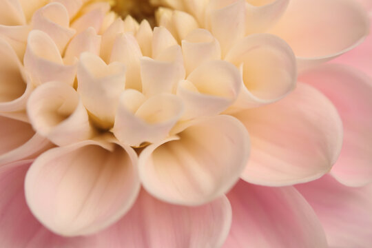 Smoke close-up selective soft focus cream beige pink Dahlia Flower Petals. Natural art blur light fog background.