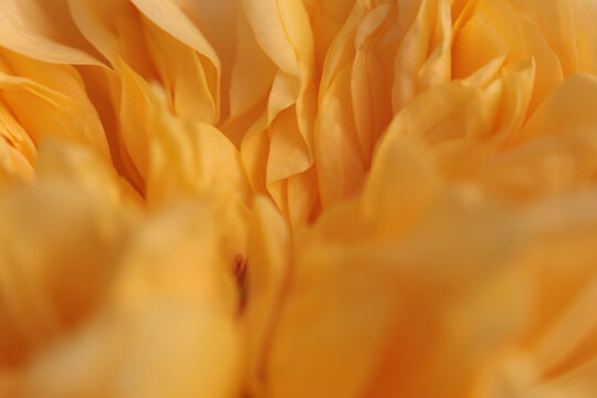 Smoke close-up selective soft focus yellow orange Flower Petals. Natural art blur light fog abstract background.