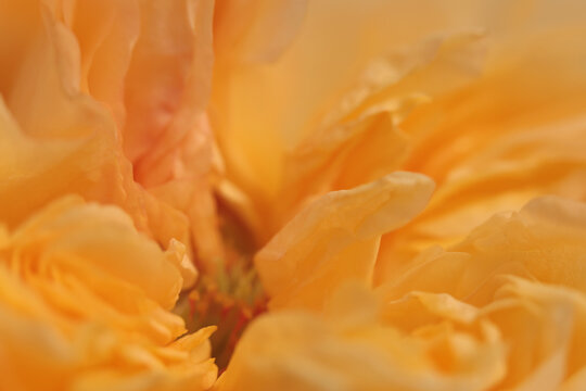 Smoke close-up selective soft focus yellow orange Flower Petals. Natural art blur light fog abstract background.