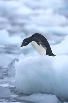 Adelie penguin on an iceberg near Antarctica