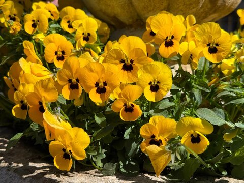 Yellow pansy viola flowers
