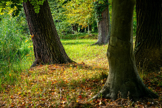 Goldener Herbst im Schlosspark von L&uuml;bbenau in Brandenburg