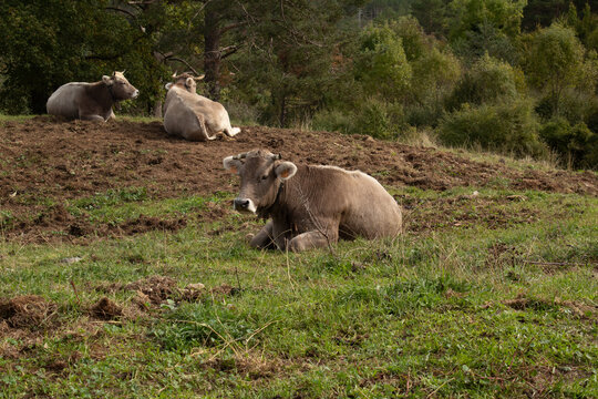 Vaca descansando