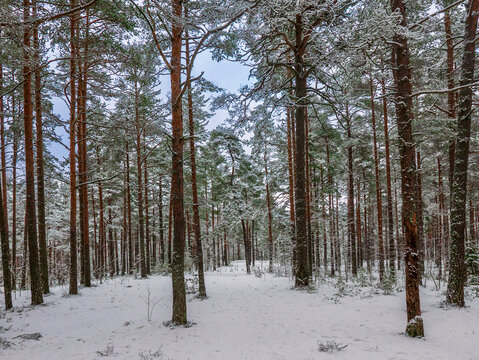 Forest in Estonia, covered with snow. Winter seasonal landscape