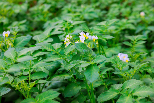 Potato plants are seen with green leaves white flowers in sunny field during summer months where they grow.
