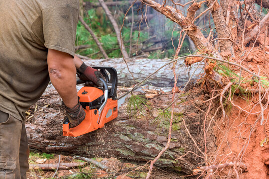 Woodcutter man operates chainsaw to cut large tree trunk in forest wood chips fly as chainsaw works.