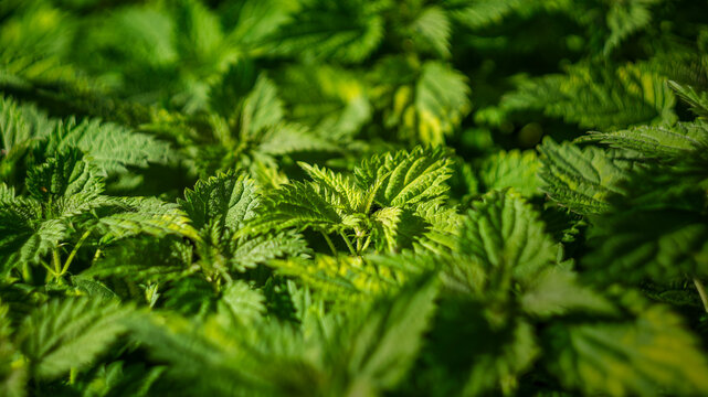Green fresh stinging nettle leaves growing densely in a sunny summer garden