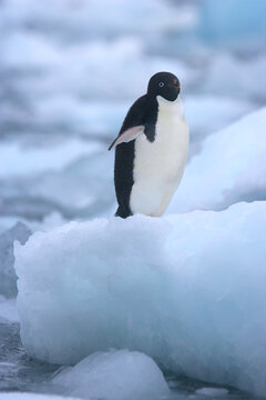 Adelie penguin on an iceberg near Antarctica
