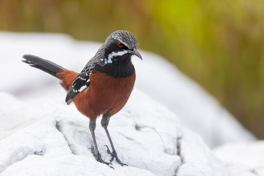 Near Threatened male Cape Rockjumper (Chaetops frenatus) perched on rock, Rooiels, Western Cape South Africa, endemic