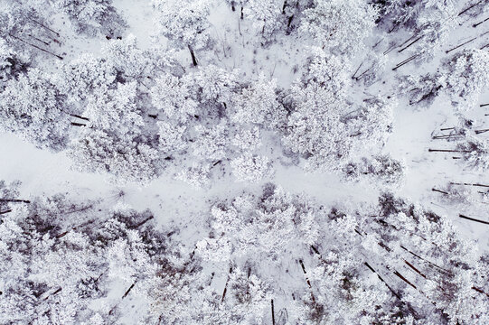 Winter road in snow covered forest, aerial view. Estonia.