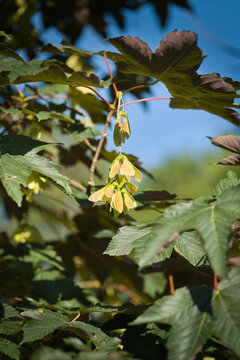 Bl&auml;tter und Fr&uuml;chte eines purpurbl&auml;ttrigen Bergahornes, Acer pseudoplatanus Atropurpureum im Herrenkrugpark in Magdeburg