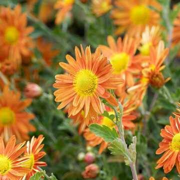 Chrysanthemum hortorum 'Cottage Apricot' - Close-up of a flower head of a garden mum with orange petals tinged with peach-pink around a bright yellow central disc on a  leafy branched, woody stem

