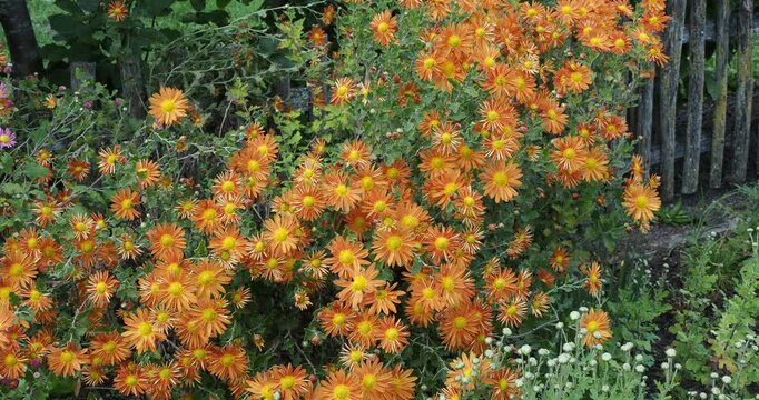 Chrysanthemum indicum 'Cottage Apricot' | Garden bed decorated with mounds of orange tinged with peachy pink of garden mum flowers above beautiful rounded clumps of matte green, lobed leaves.