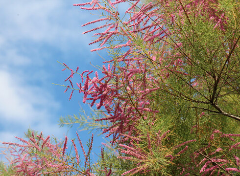 In the spring, tamarisk (Tamarix) grows in nature