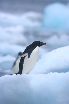 Adelie penguin on an iceberg near Antarctica