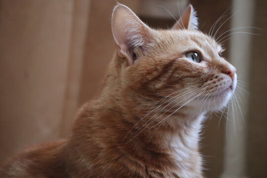 Side profile of a ginger tabby cat looking upward in warm indoor light
