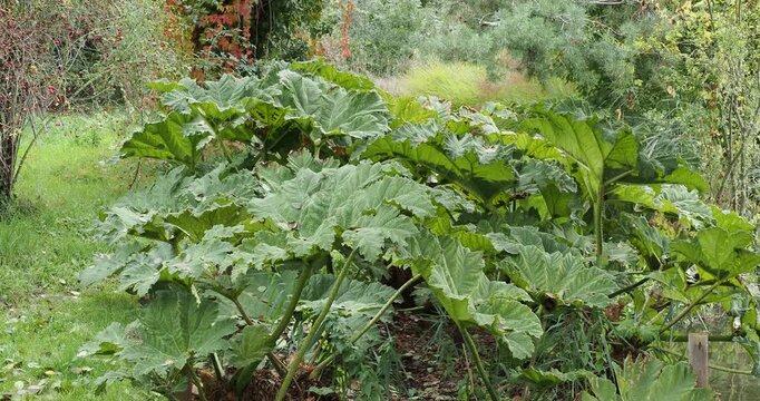 Decorative clump of Gunnera manicata (Giant rhubarb) with large bright green, puckered, rounded leaves, cut into toothed lobes, borne on long, thick and fleshy petioles, covered with soft spines
