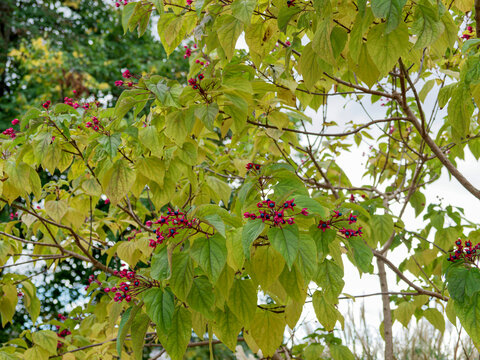 (Clerodendrum trichotomum) Harlequin Glorybower or Peanut butter tree prized for its striking red-pink starry calices around metallic bright blue fruits between dense greenish ovate leaves in fall