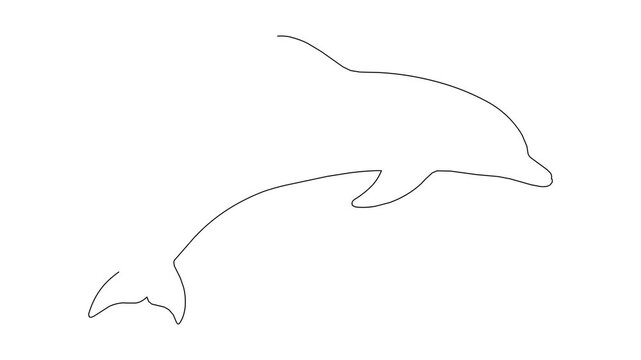 Dolphin drawing animation showing step by step stroke progression with orange gradient fill.