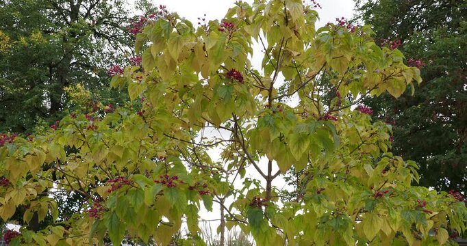 (Clerodendrum trichotomum) Peanut butter tree with downy, ovate and veined hanging fall leaves with pointed end and clusters dark blue fruits surrounded by bright red sepals on brown spreading twigs