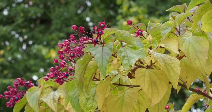 Clerodendrum trichotomum | Harlequin glorybower - Glorytree - Japanese clethra or Turquoise tree adorned with clusters of small, metallic blue berries surrounded by bright red sepals in autumn