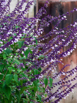 Salvia cultorum 'Phillis Fancy' Plant producing abundant fluffy lavender-white flowers with dark blue-violet bracts and calyxes, above aromatic green leaves, suitable for decorative background