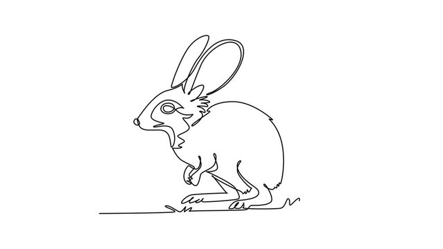 Self drawing animation of single line draw wild desert jackrabbit or jerboa crouching alertly on the ground, oversized upright ears, expressive eye, tucked paws. Continuous line. Full length animated