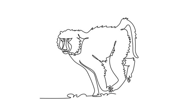 Animated self drawing of continuous line draw a desert baboon trotting across arid ground, thick mantle of fur, prominent muzzle, agile four-legged gait, raised tail. Full length single line animation