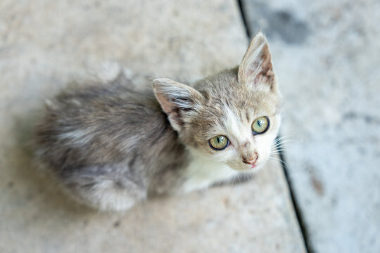 A small gray kitten with big green eyes.