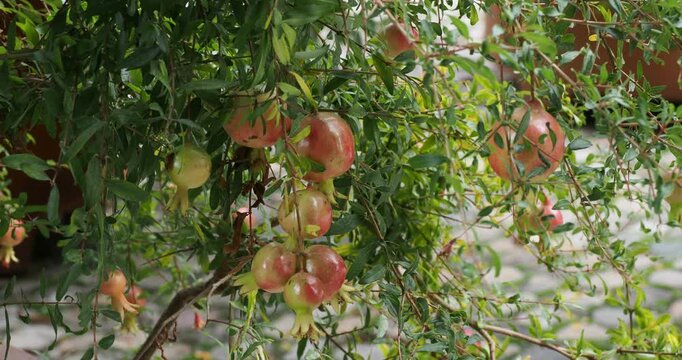 Punica granatum var.nana | Dwarf pomegranate -  Carthaginian apple 'nana' - Granada nana. Miniature glossy orange-red fruits hanging on slightly thorny tangled leafy branches
